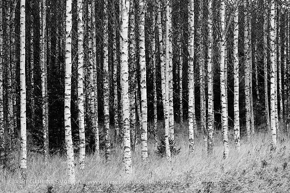 _NES5388-Bearbeitet
